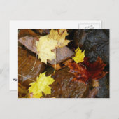 ウェット葉自然と岩秋の写真撮影 ポストカード (正面/裏面)