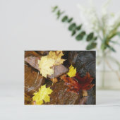 ウェット葉自然と岩秋の写真撮影 ポストカード (スタンド正面)