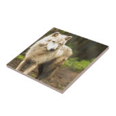 ウェットArctic Wolf春写真 タイル (側面)