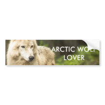 ウェットArctic Wolf春写真