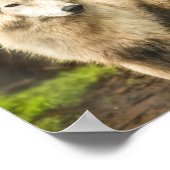 ウェットArctic Wolf春写真 ポスター (角)