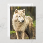 ウェットArctic Wolf春写真 ポストカード (正面/裏面)