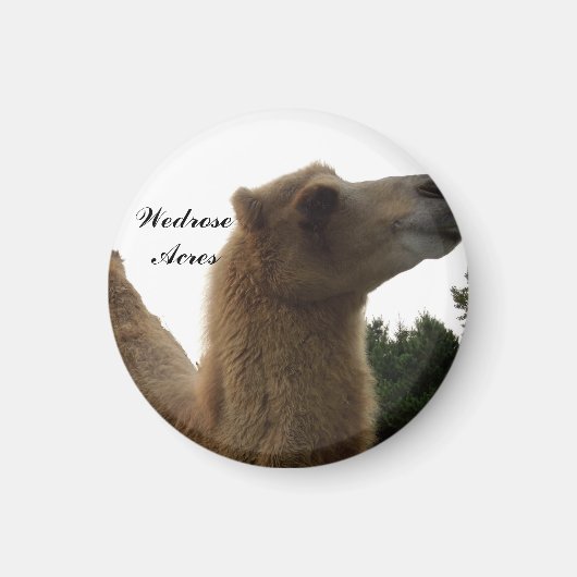 ウェドロセエーカーズラクダ磁石 マグネット (正面)