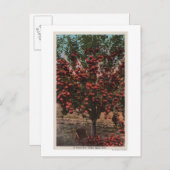 ウェナチェ、ウェナチェ渓谷アップルの木 ポストカード (正面/裏面)