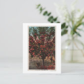 ウェナチェ、ウェナチェ渓谷アップルの木 ポストカード (スタンド正面)