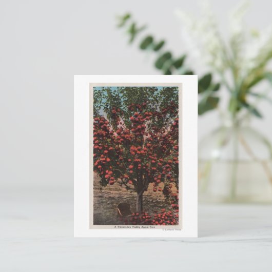 ウェナチェ、ウェナチェ渓谷アップルの木 ポストカード (スタンド正面)