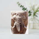 ウェルコダワイルドエレファントヘッドアニマル顔 ポストカード (スタンド正面)