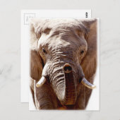 ウェルコダワイルドエレファントヘッドアニマル顔 ポストカード (正面/裏面)