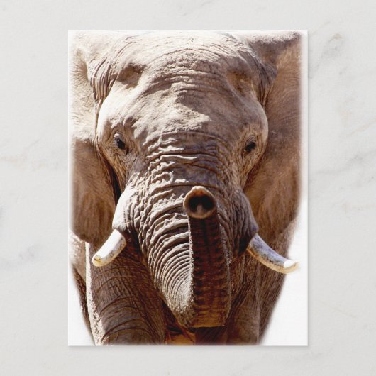ウェルコダワイルドエレファントヘッドアニマル顔 ポストカード (正面)