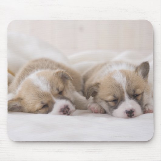 ウェルシュコーギー子犬 マウスパッド (正面)