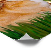 ウェルシュコーギーPembroke - Mideve ポスター (角)