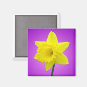 ウェルシュダフォディル – III マグネット (正面/裏面)