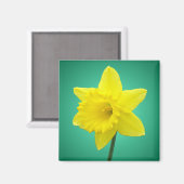 ウェルシュダフォディル – IV マグネット (正面/裏面)