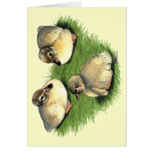 ウェルシュハーレクインアクリングス (正面)