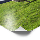 ウェルシュマウンテンヒツジ フォトプリント            (角)