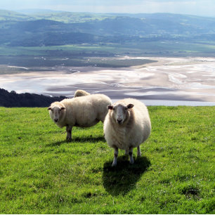 ウェルシュマウンテンヒツジ 名刺