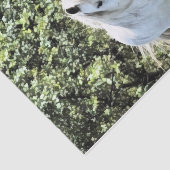 ウェルシュマウンテンポニー 薄葉紙 (詳細)