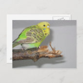 ウェルネスチ ポストカード (正面/裏面)