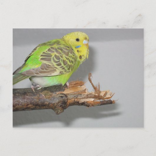 ウェルネスチ ポストカード (正面)