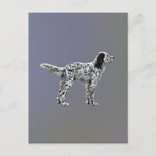 ウェルリンセッター ポストカード (正面)