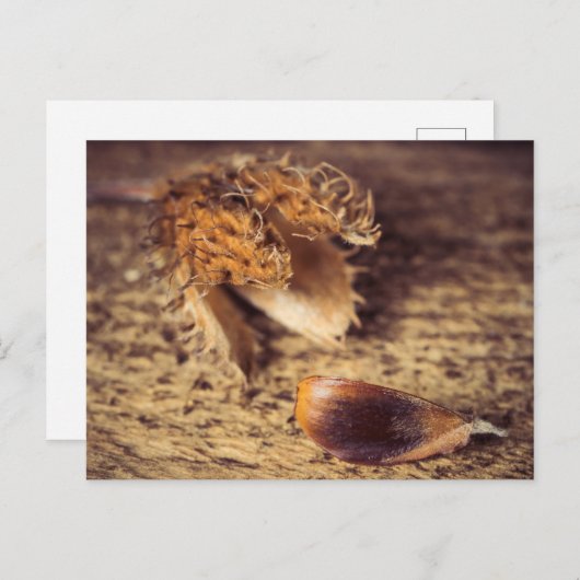 ウェンインSamen zum Baum wird ... ポストカード (正面/裏面)