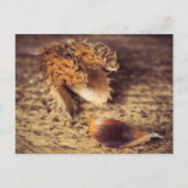 ウェンインSamen zum Baum wird ... ポストカード (正面)