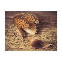 ウェンインSamen zum Baum wird ...