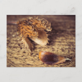 ウェンインSamen zum Baum wird ... ポストカード