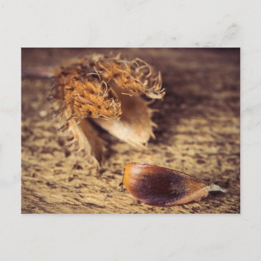 ウェンインSamen zum Baum wird ... ポストカード (正面)