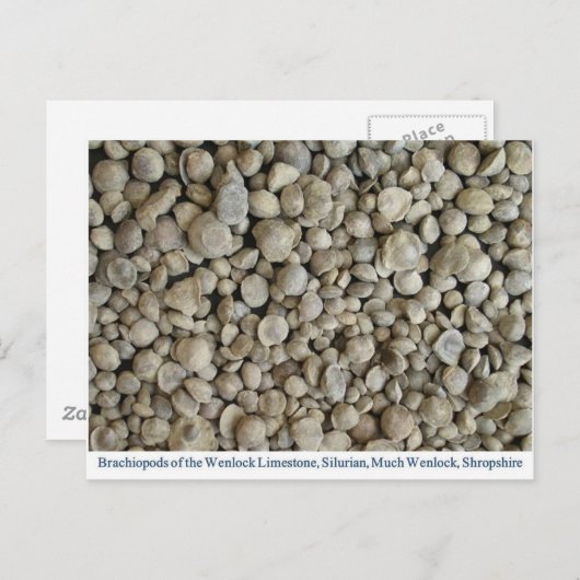ウェンロック石灰岩からの腕足類の化石 ポストカード (正面/裏面)