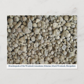 ウェンロック石灰岩からの腕足類の化石 ポストカード