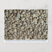 ウェンロック石灰岩からの腕足類の化石 ポストカード (正面)