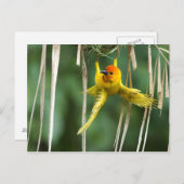 ウェーバーバード ポストカード (正面/裏面)