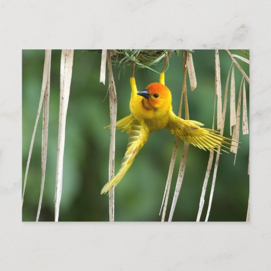 ウェーバーバード ポストカード (正面)