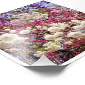 ウェールズの白とピンクの春の花 フォトプリント            (角)