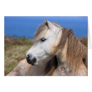 ウェールズ子馬