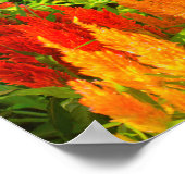 ウェールズ王子の羽のグループ ポスター (角)