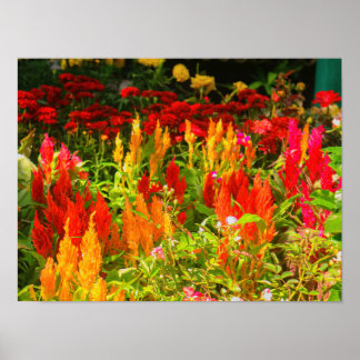 ウェールズ王子の羽のグループ ポスター