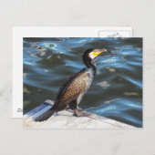 ウェールズ,カーディフ,カーディフ湾の鵜 ポストカード (正面/裏面)