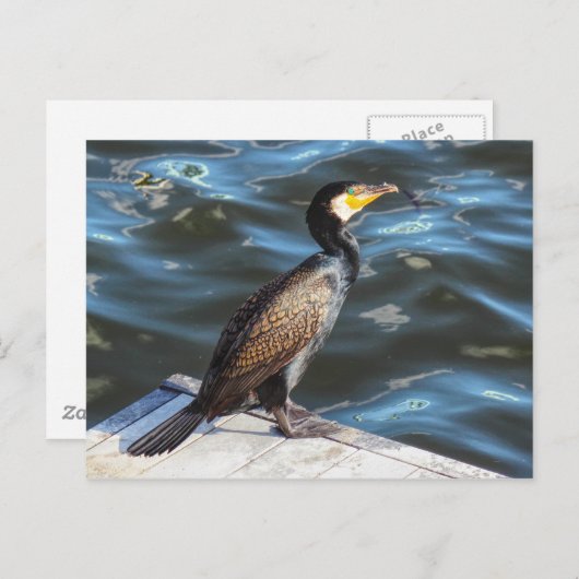 ウェールズ,カーディフ,カーディフ湾の鵜 ポストカード (正面/裏面)