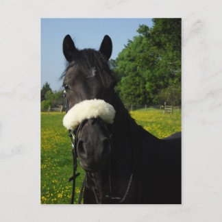 ウェールズ セクション D ポストカード