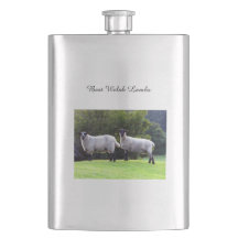 ウェ最高のルシュの羊。