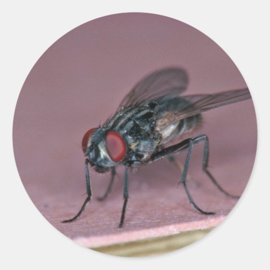 ウエの昆虫の近景 ラウンドシール (正面)