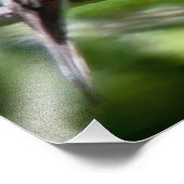 ウエスタンウッドピーウィー フォトプリント            (角)