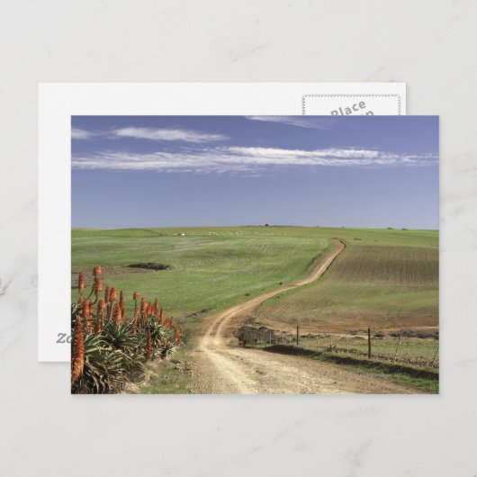 ウエスタンケープカレドン付近の開花アロエ ポストカード (正面/裏面)