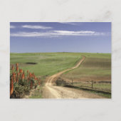 ウエスタンケープカレドン付近の開花アロエ ポストカード (正面)