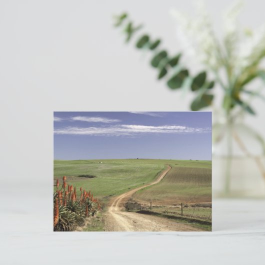 ウエスタンケープカレドン付近の開花アロエ ポストカード (スタンド正面)