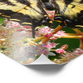 ウエスタンタイガーアゲハチョウバタフライオンロジェルシア フォトプリント            (角)