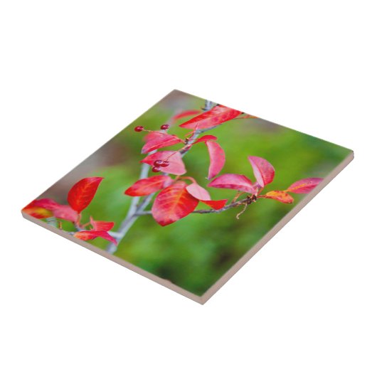 ウエスタンチョークさくらんぼ（プルヌス·バージニアナ）イン秋 タイル (側面)