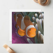 ウエスタンピエロアネモネフィッシュ ノートカード (正面/裏面インサイチュ)